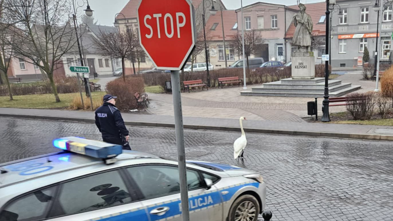 Łabędź zagubił się w mieście. Policjanci wyprowadzili go z centrum