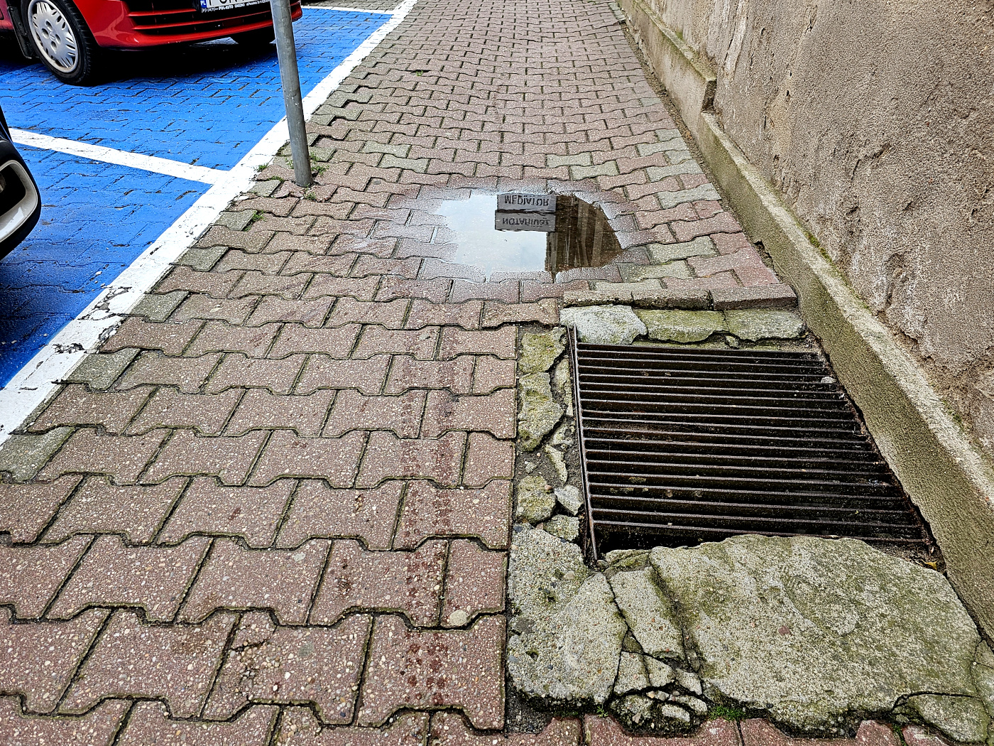 Pies zachorował po spacerze – mieszkanka podejrzewa oprysk. Miasto przekonuje, iż od lat go nie stosuje