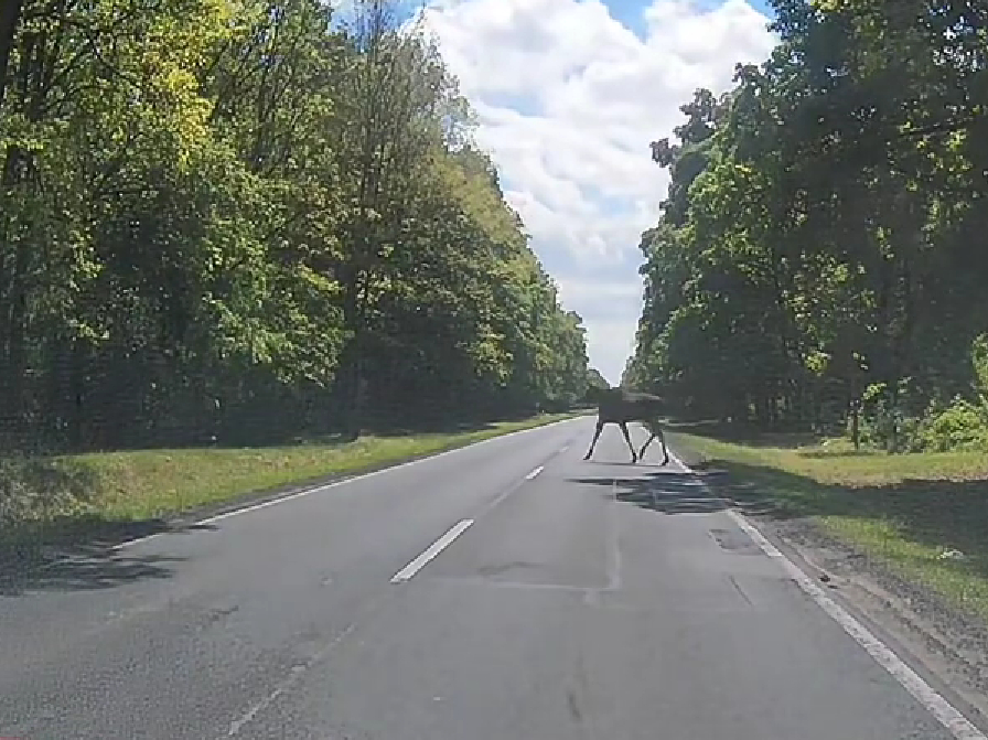 Łoś na szosie pod Gnieznem. Nagranie ku przestrodze dla kierowców