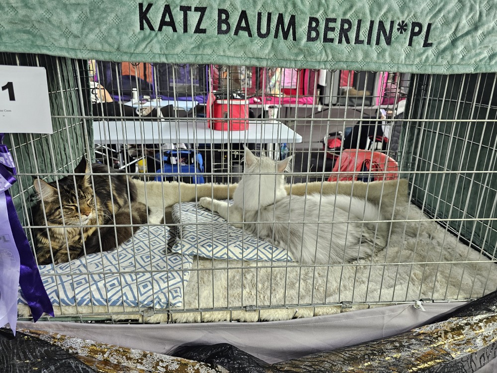 Kocia stolica – w Gnieźnie trwa święto miłośników kotów rasowych