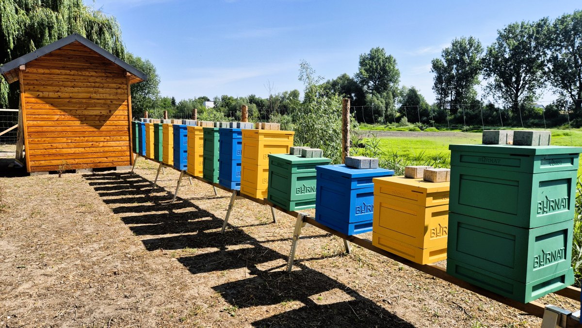 Pszczoły produkują miód w pierwszej, gminnej pasiece w Mnichowie