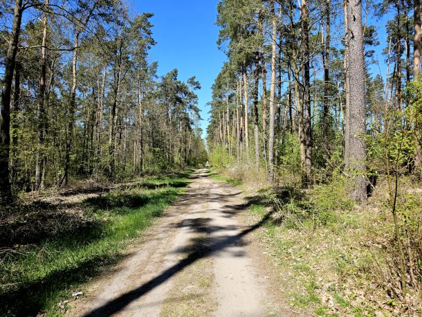 Lasy Państwowe
